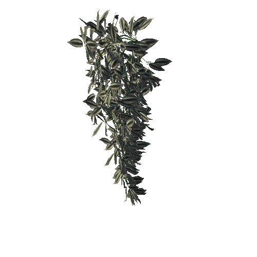 3DTree_Tradescantia pallida_003